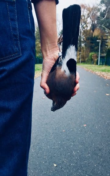 Diplominszenierung HfS Ernst Busch Regie